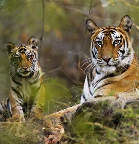 Bandhavgarh Tiger Reserve Packages