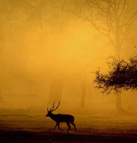 Kanha National Park Packages