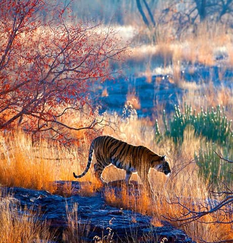 Ranthambore National Park Packages